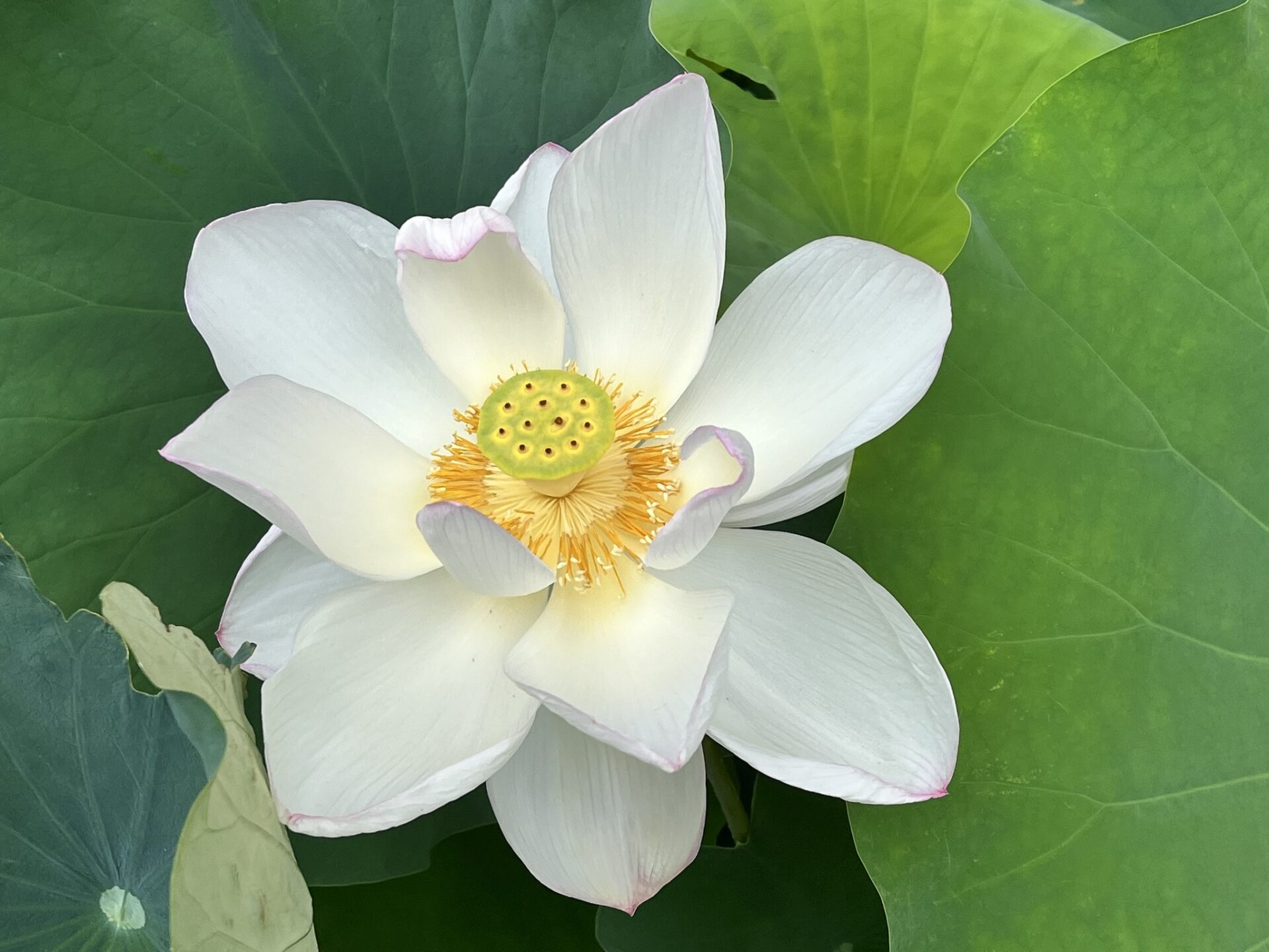 天台寺のブログ始めました