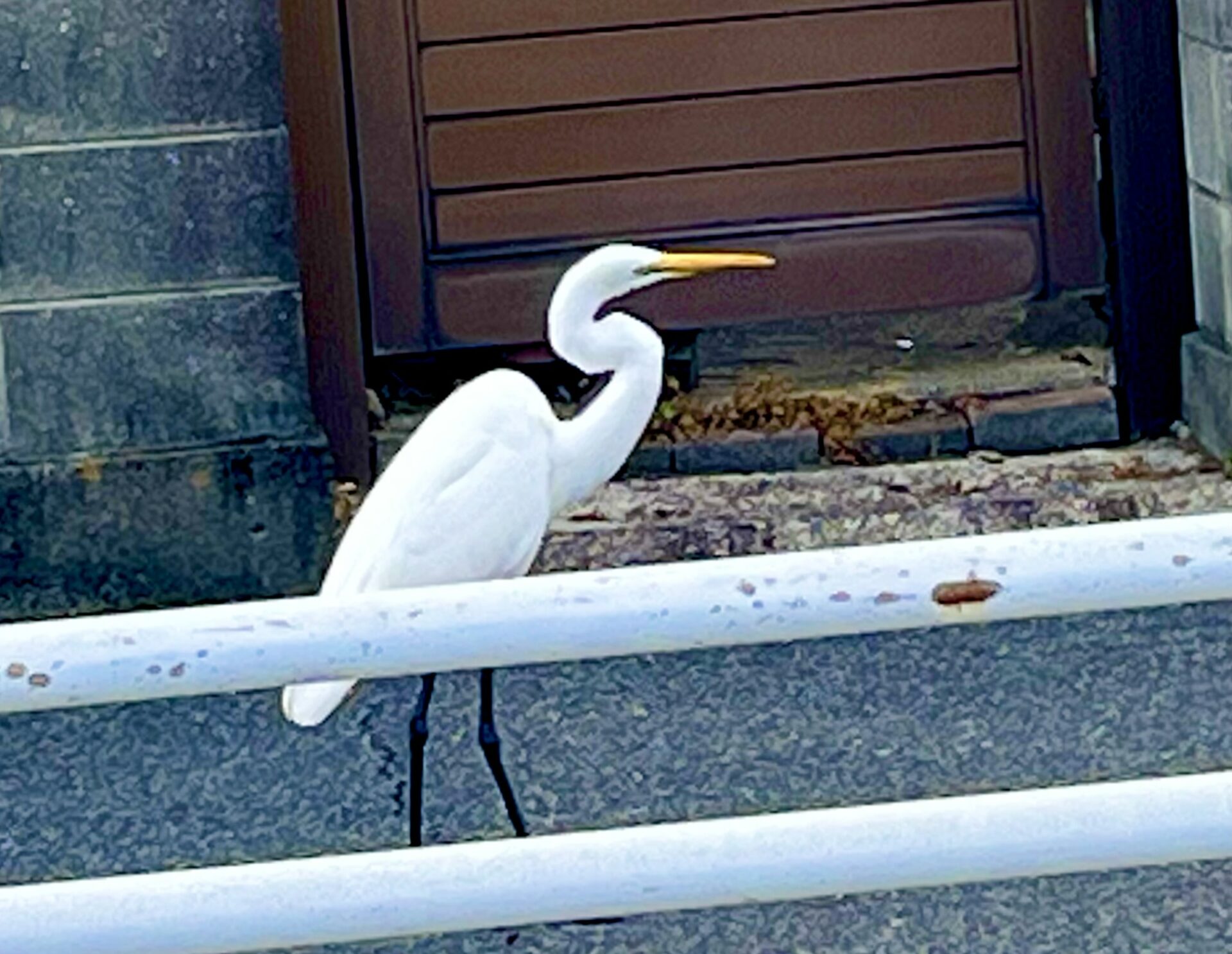 サギ