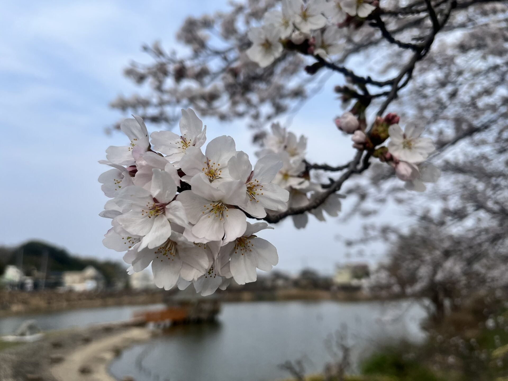 池ノ内大池湖畔公園